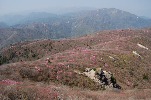 写真14 アカヤシオ、国見岳山頂から青岳方面(県境登山道) 写真14