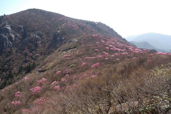 写真15 アカヤシオ、国見岳北面(県境登山道) 写真15