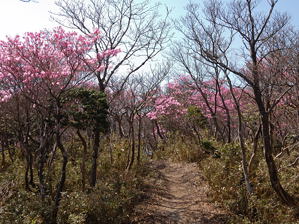 写真16 アカヤシオ、国見岳・県境登山道 写真16