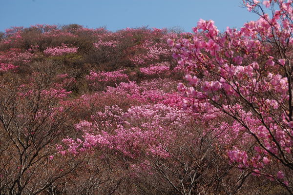 写真18 アカヤシオ、国見岳・県境登山道 写真18