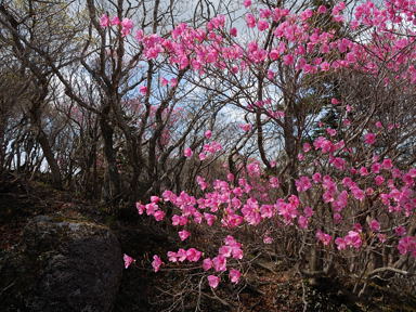 写真4 アカヤシオ 写真4