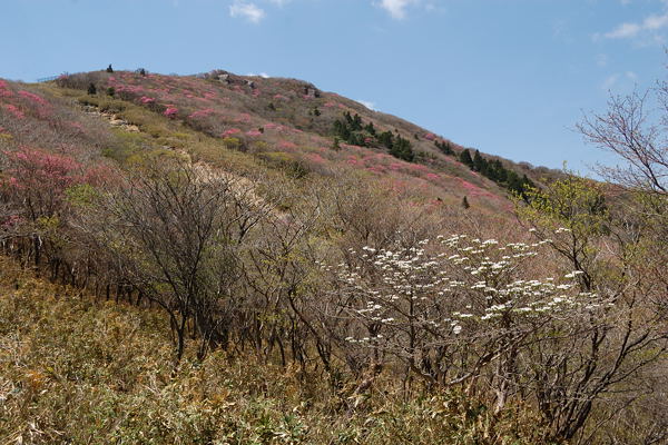 写真7 御在所岳・北面 写真7