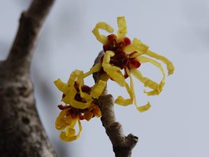 写真3 マンサク 写真3