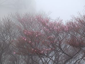 写真7 アカヤシオ 御在所レーダーの東側 写真7