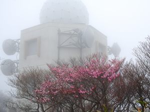 写真6 朝陽台のアカヤシオ 写真6