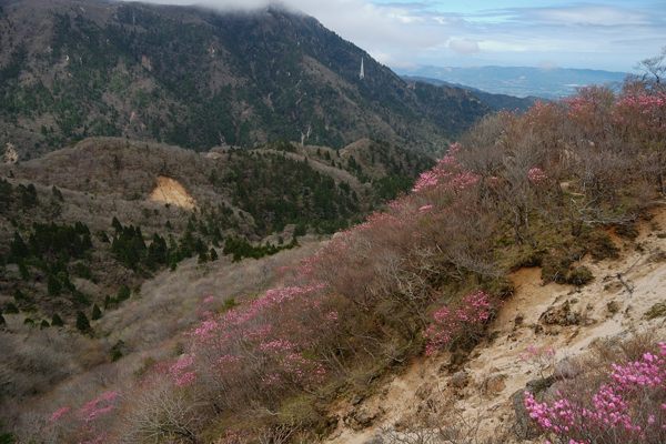 写真12 アカヤシオ 写真12