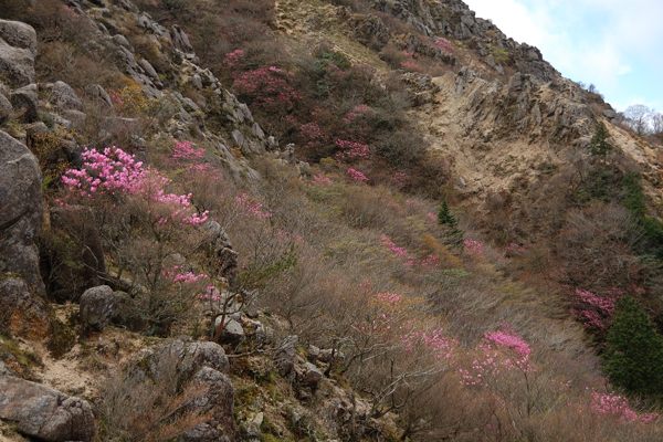 写真11 アカヤシオ 写真11