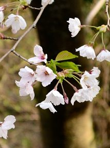 写真6 サクラ 写真6