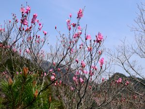 写真13 アカヤシオ 写真13