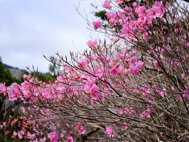 写真3 アカヤシオ 写真3