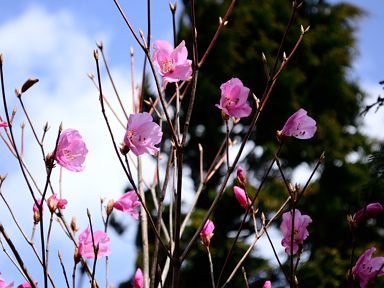 写真4 アカヤシオ 写真4