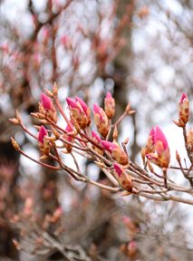 写真8 アカヤシオ(朝陽台) 写真8