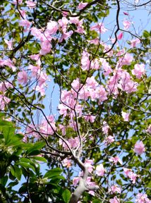 写真13 アカヤシオ 写真13