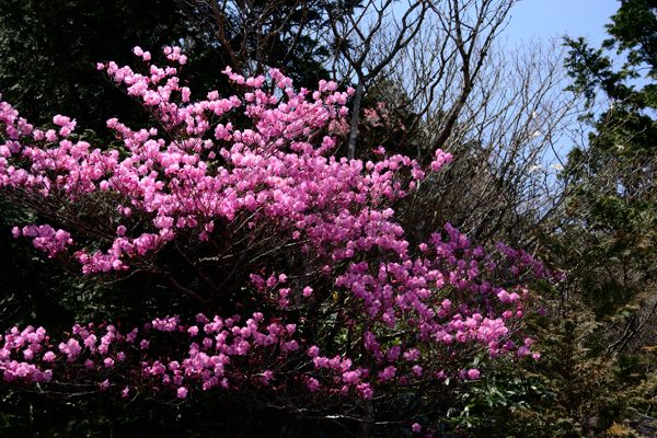 写真3 アカヤシオ 写真3
