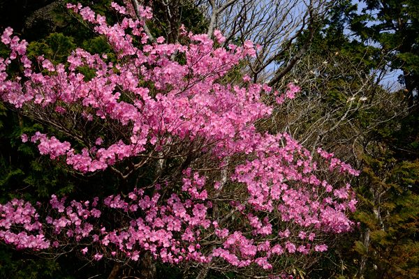 写真2 アカヤシオ(950m、木梯子の上) 写真2