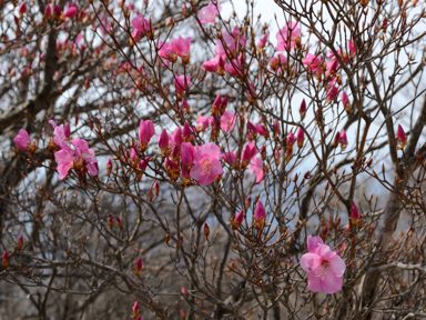 写真7 アカヤシオ 山頂朝陽台 写真7