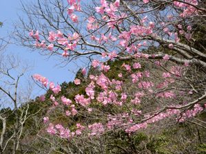 写真7 アカヤシオ 写真7