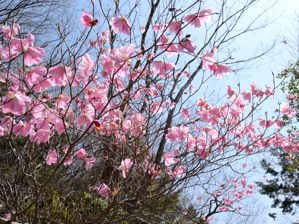 写真8 アカヤシオ 写真8