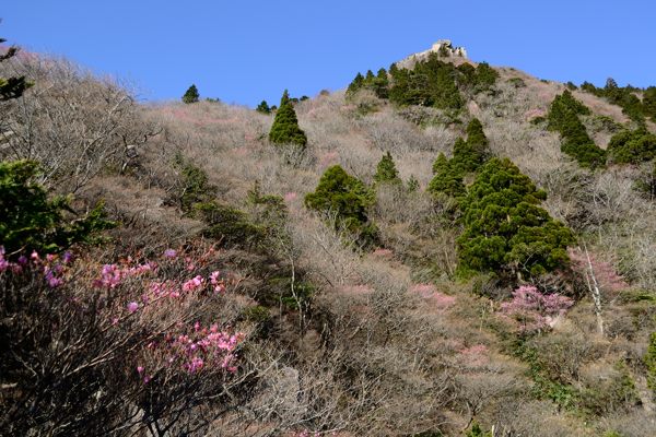 写真2 アカヤシオ 1000mから 写真2
