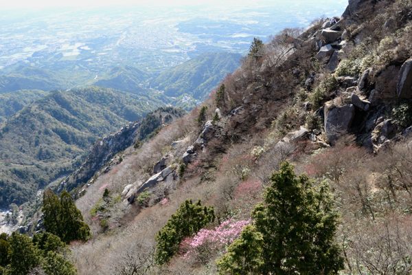 写真4 アカヤシオ 写真4