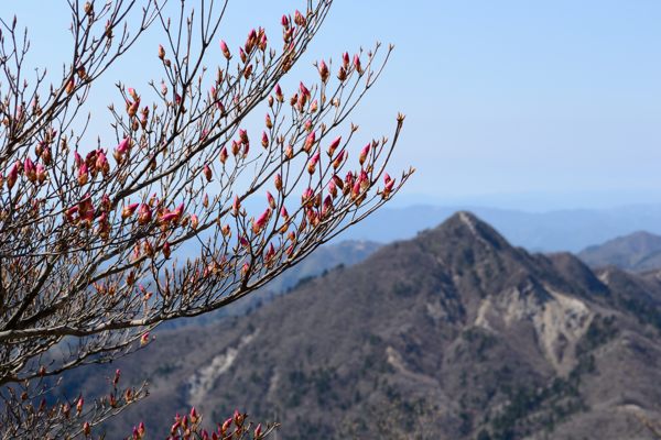 写真5 アカヤシオ 朝陽台 写真5