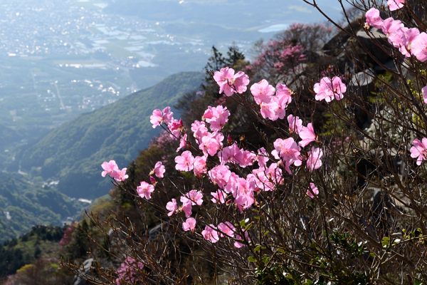写真2 テラス付近からアカヤシオ 写真2