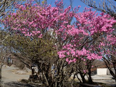 写真3 朝陽台のアカヤシオ 写真3