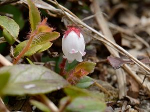写真8 アカモノ 写真8