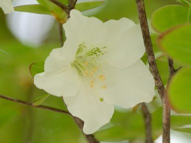 写真15 シロヤシオ 写真15