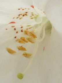 写真12 シロヤシオ 写真12