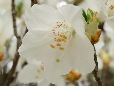 写真11 シロヤシオ 写真11