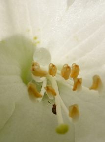 写真18 シロヤシオ 写真18