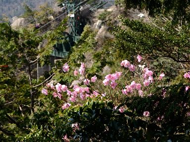 写真3 オバレ石のアカヤシオ、背後は5号塔 写真3