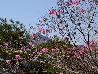 写真6 アカヤシオ、背後は鎌ヶ岳 写真6