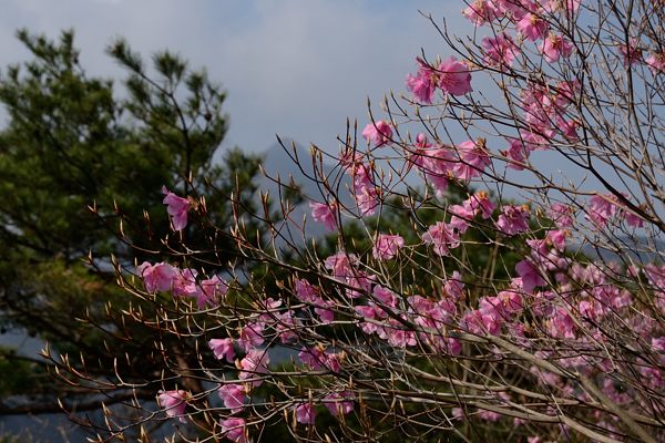 写真2 アカヤシオ、オバレ石を過ぎて尾根に乗る辺り、花は少なめ 写真2