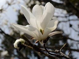 写真7 タムシバ 写真7