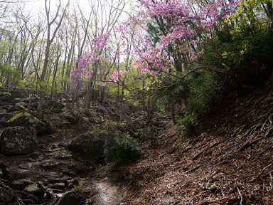 写真2 ブナ清水への道、ツツジが綺麗 写真2