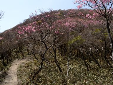 写真4 アカヤシオの道、県境尾根 写真4