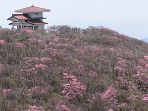 写真10 アカヤシオ 写真10