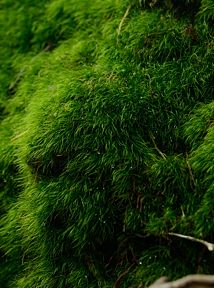 写真8 コケの緑が深い 写真8