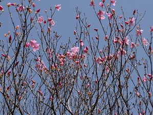 写真8 アカヤシオ、860m 写真8