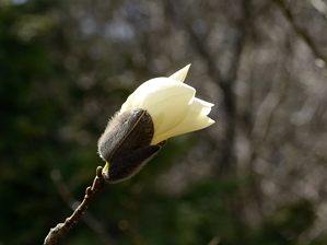 写真11 タムシバ 写真11