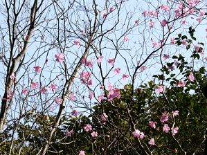写真14 アカヤシオ、四の渡し 写真14
