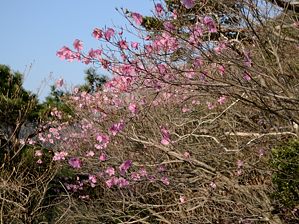 写真1 アカヤシオ 写真1