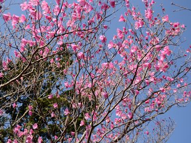 写真4 アカヤシオ 写真4