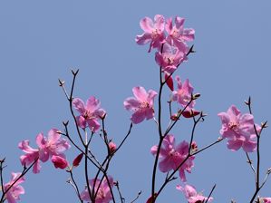 写真9 アカヤシオ 写真9