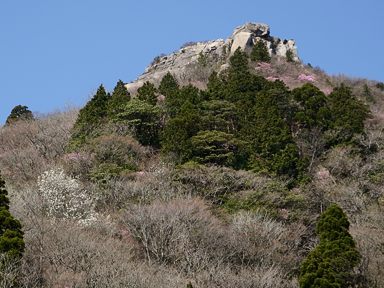 写真3 アカヤシオ 写真3