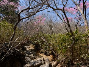 写真4 アカヤシオ 写真4