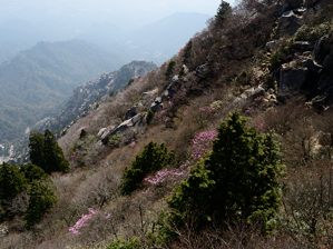 写真5 アカヤシオ、1100m 写真5