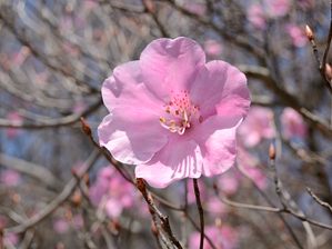 写真6 アカヤシオ、山頂、花弁が六裂している 写真6